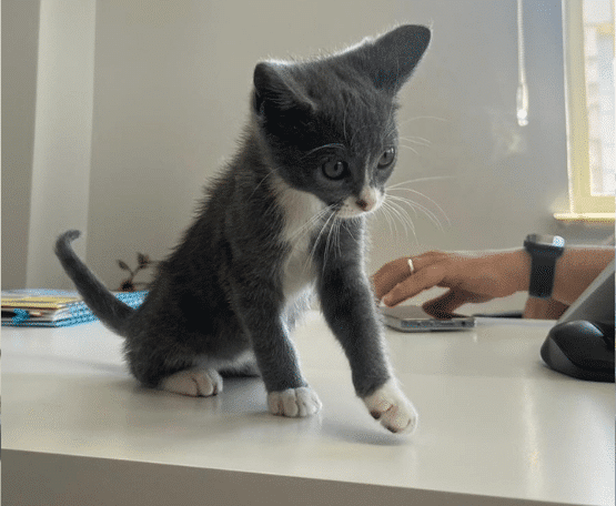 Smoki Cat — Junior Consultant